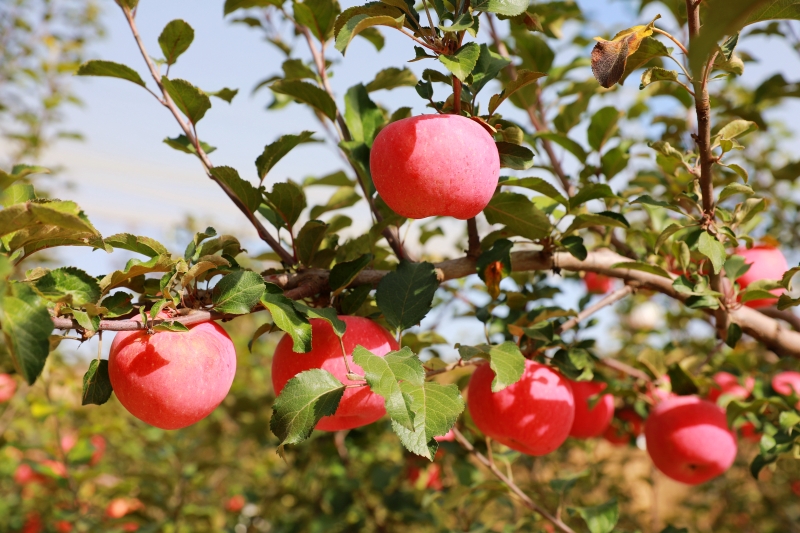 圆圆的苹果 圆着很多人的梦