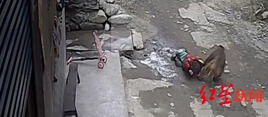 重庆一女孩险被野猴拖走 野生动物何以频频伤人？