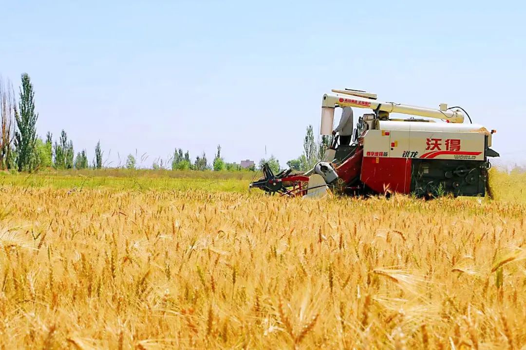 甘肃兰州新区：又是一年丰收季