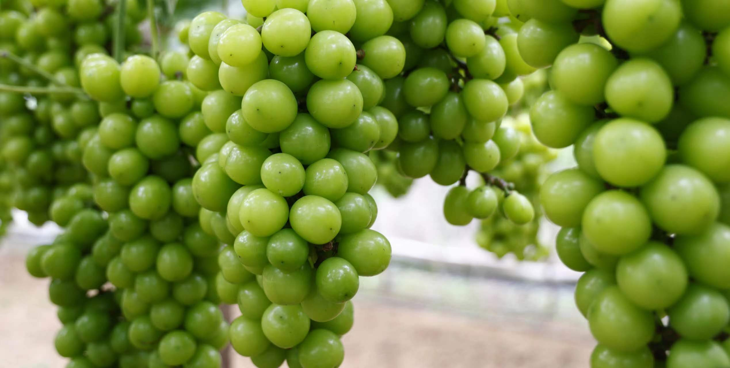 九月葡萄熟，采摘正当时——青岛市黄岛区首届葡萄采摘节即将甜蜜启幕