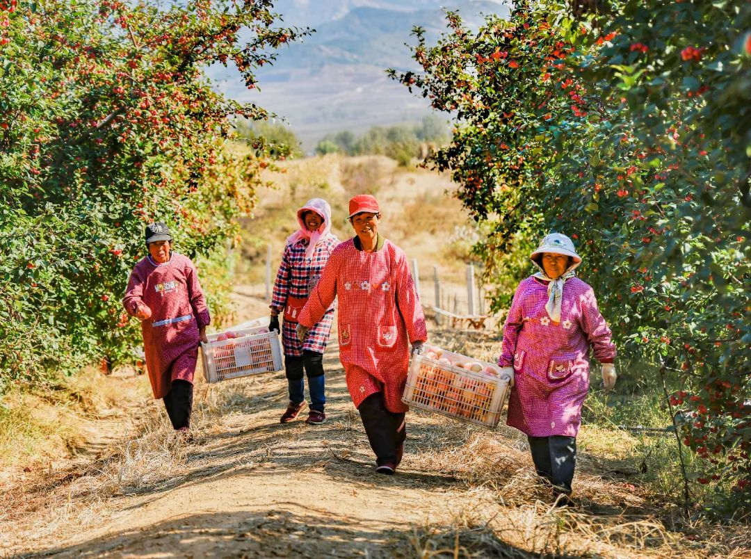 青岛市黄岛区大村镇完善绿色循环农业产业链迎来硕果飘香