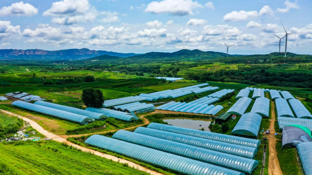 青岛市黄岛区大村镇“科沃阳光玫瑰葡萄”被评为第七届“瑯琊榜”农业品牌