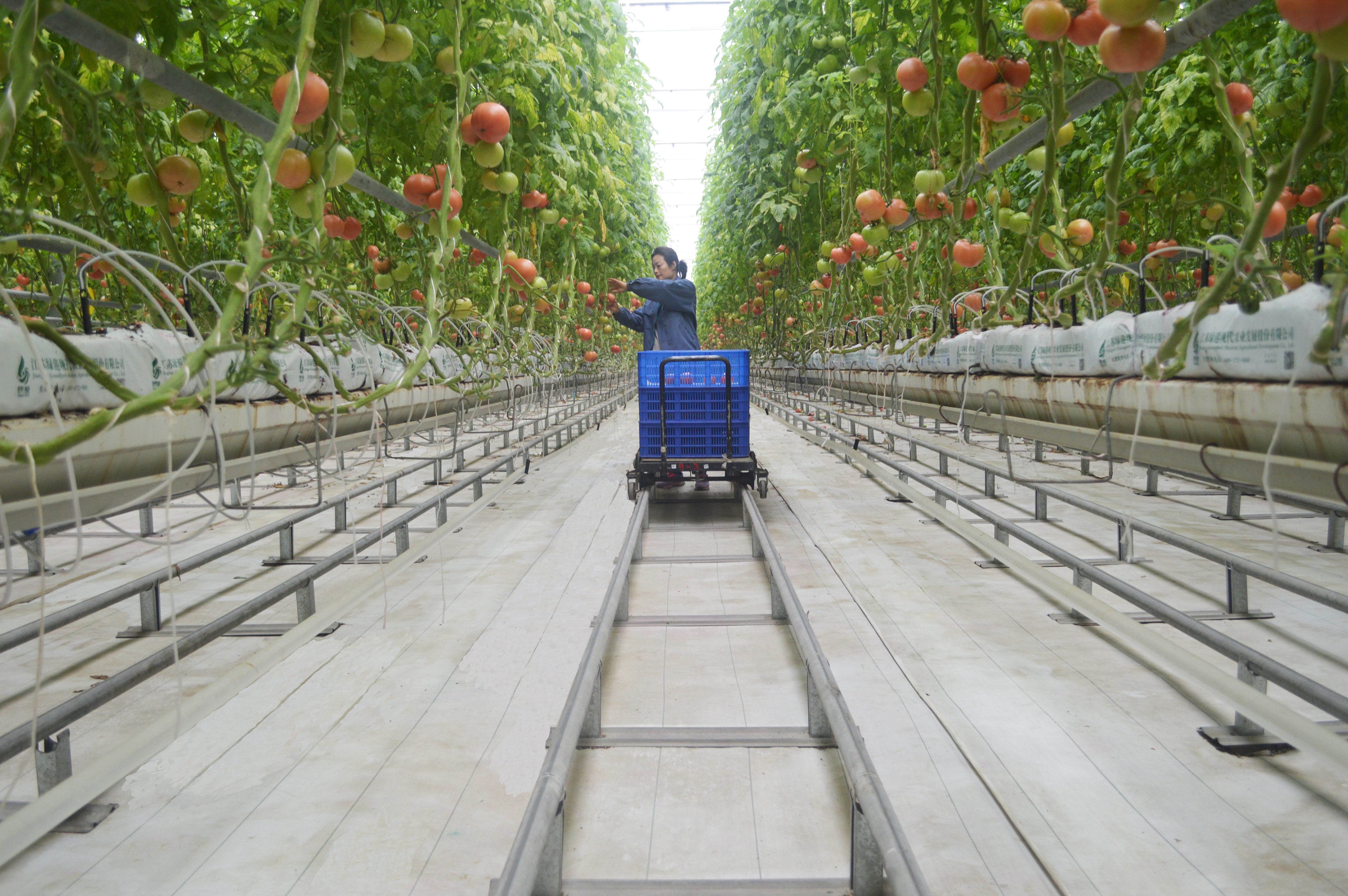 国营兰陵农场垦源产业园：智能温室调出来的财富