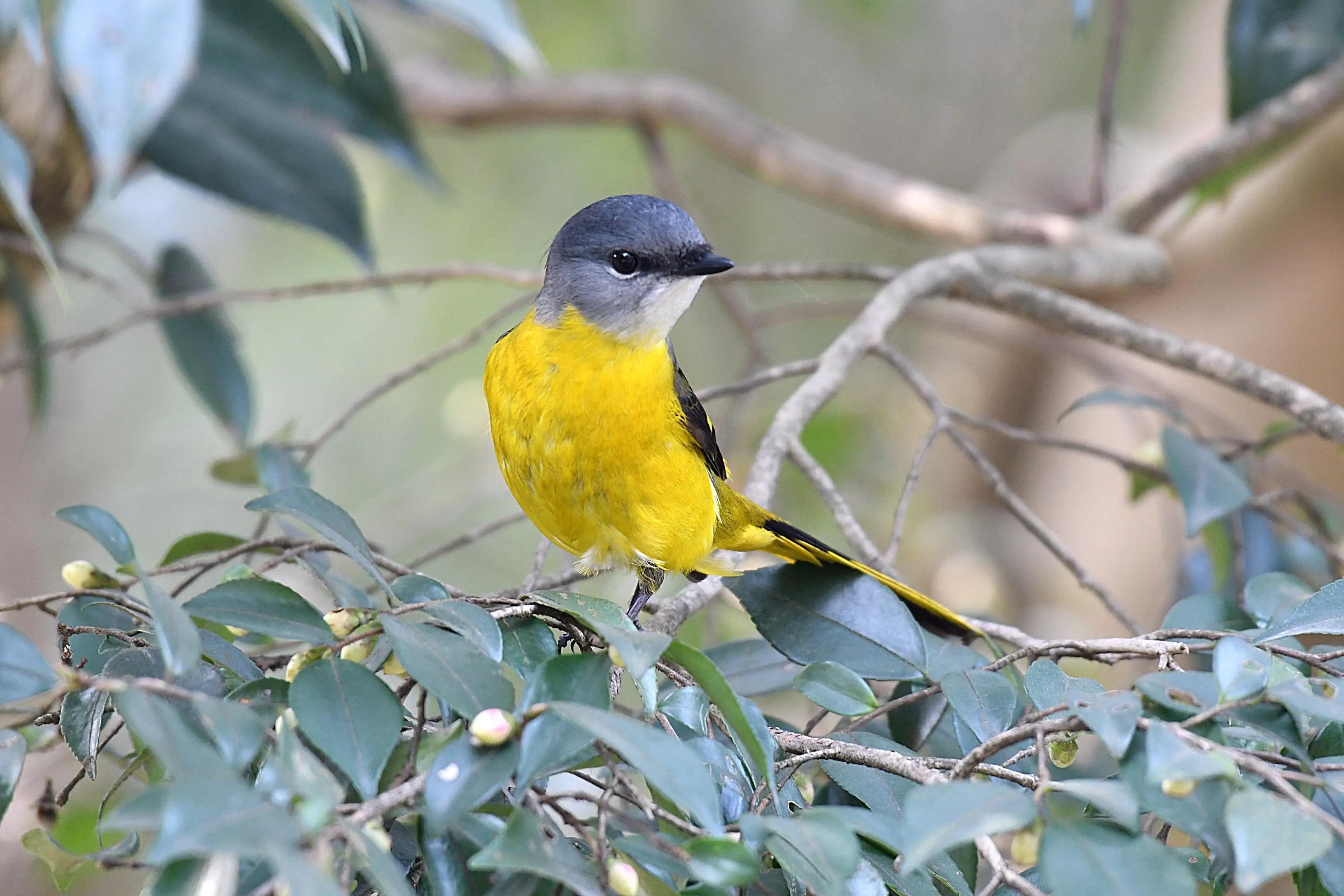 江苏盐城大丰区：发现新鸟种灰喉山椒鸟首次现身