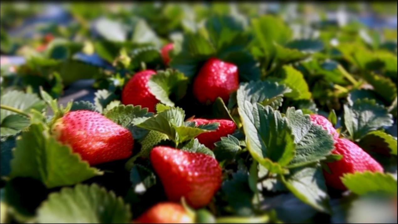 江苏盐城盐都：乡村绘彩卷 田园放春歌