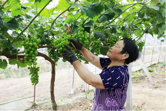 盐城滨海：产业链上抓党建 乡村振兴谱华章