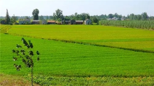 江苏盐城阜宁：特色农业扮靓乡村“高颜值” 擦亮振兴“新底色”