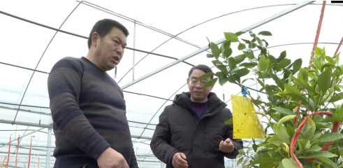 江苏盐城亭湖区：特色农业率先奏响“农忙曲”