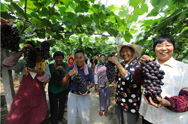 盐城盐都大冈镇桃果产业：春色满园 村民致富的特色现代观光农业