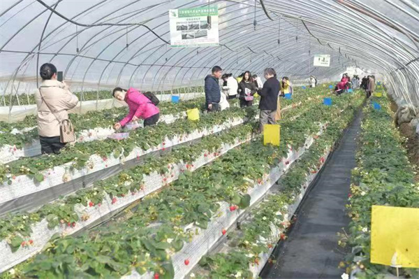 盐城大丰区大中街道阜北村：大棚里种出“莓”好生活