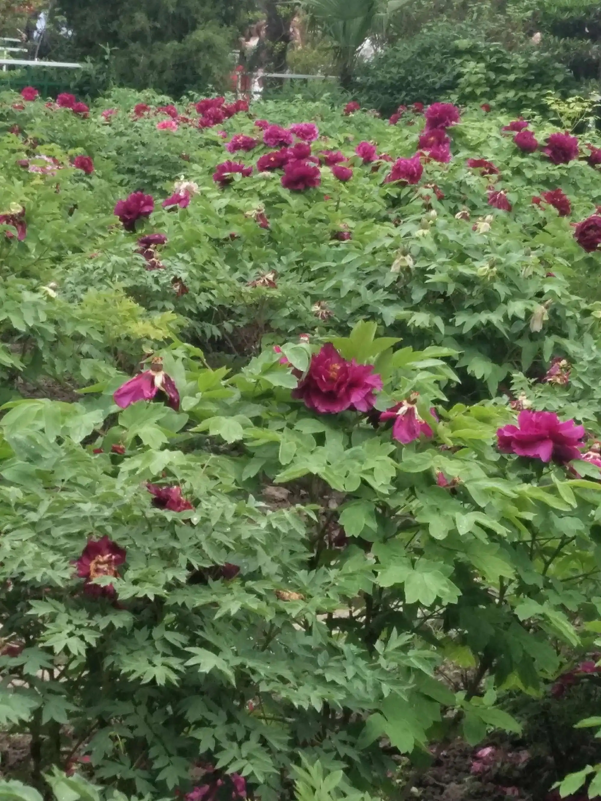 江苏盐城亭湖区便仓枯枝牡丹入选省级农业文化遗产