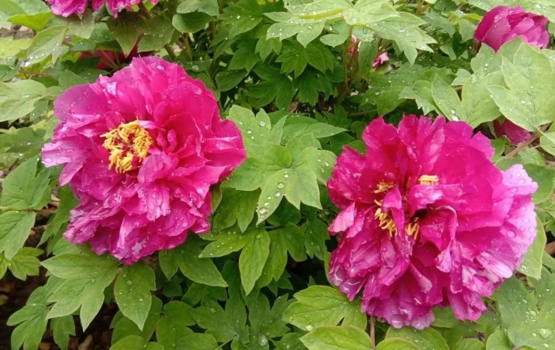 枯枝牡丹如期开放，文旅产业亮点纷呈|江苏盐城亭湖区擦亮枯枝牡丹“金名片” 打造文旅产业新亮点