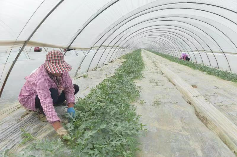 江苏盐城大丰区大中街道新团村：大棚撑起“致富梦”