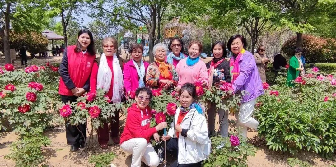 青岛西海岸新区大村镇：国色牡丹下亮眼的一抹“志愿红”