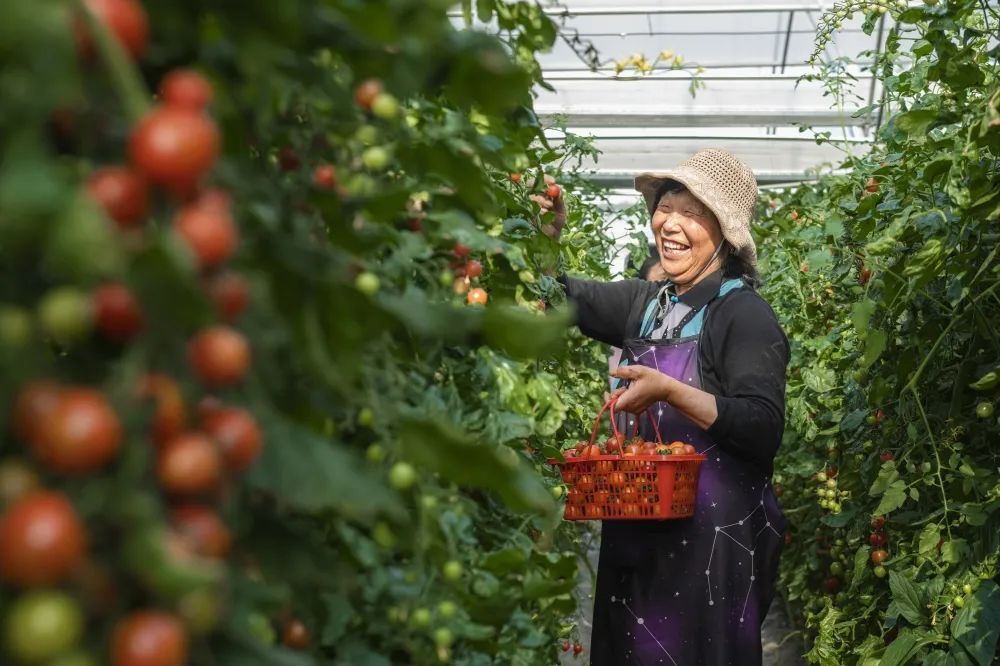 江苏盐城盐都：小果蔬做出乡村振兴大文章