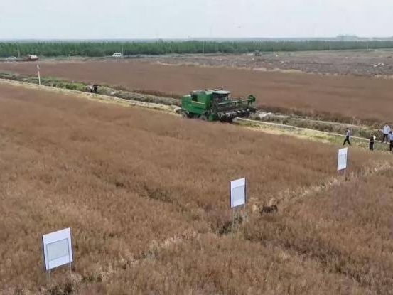 江苏盐城东台：刷新全国盐碱地油菜高产纪录