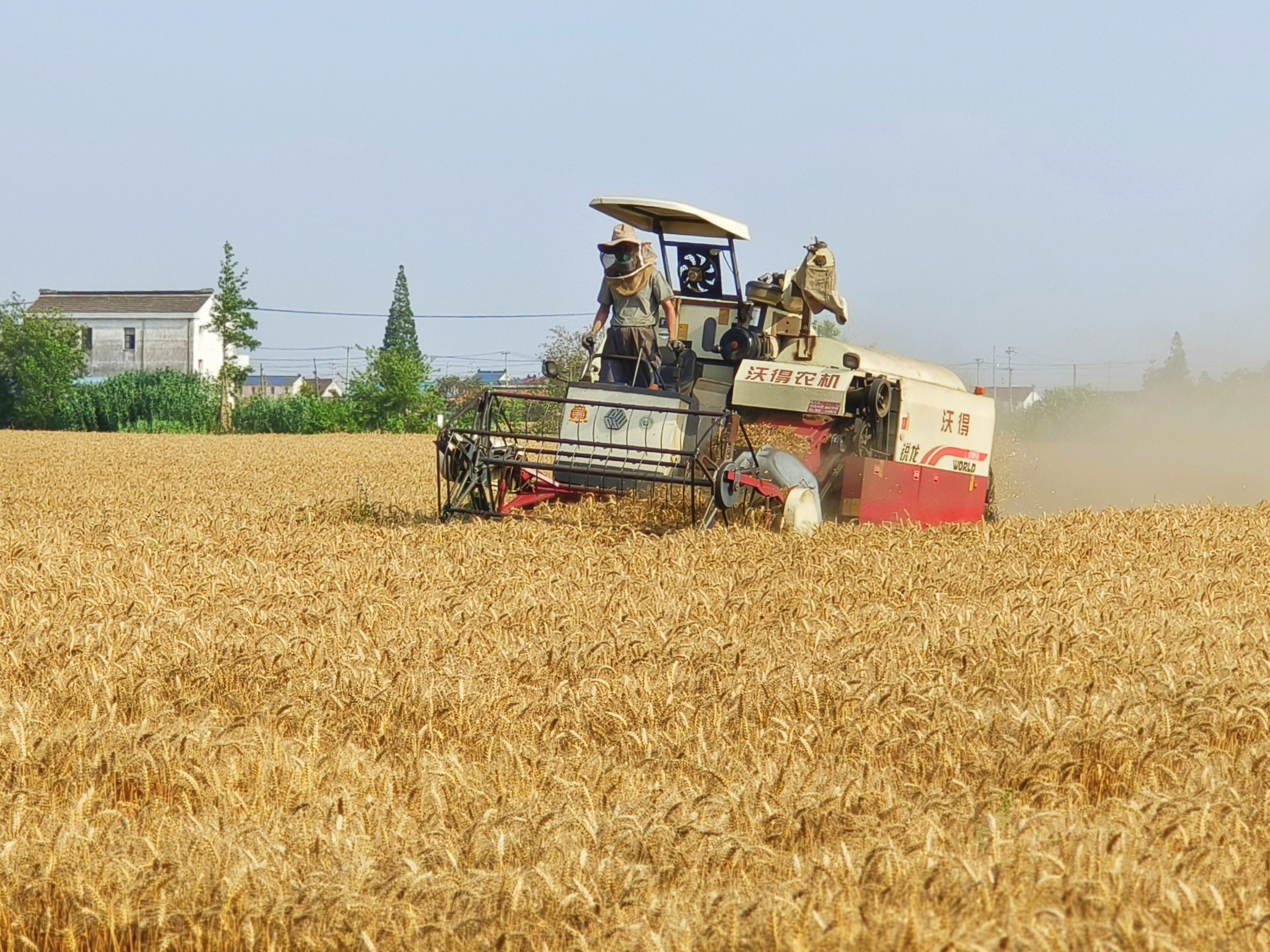 江苏盐城东台：合作社里好“丰”景 丰西村小麦收割忙