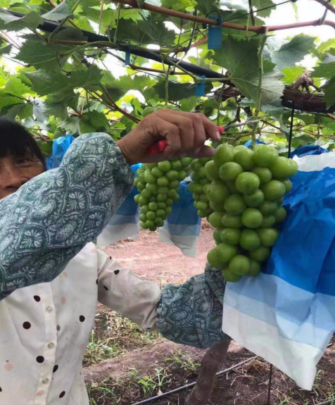 种植“阳光果”，“葡”就致富路|江苏盐城大丰区绿生源现代农业基地挂果葡萄清香四溢