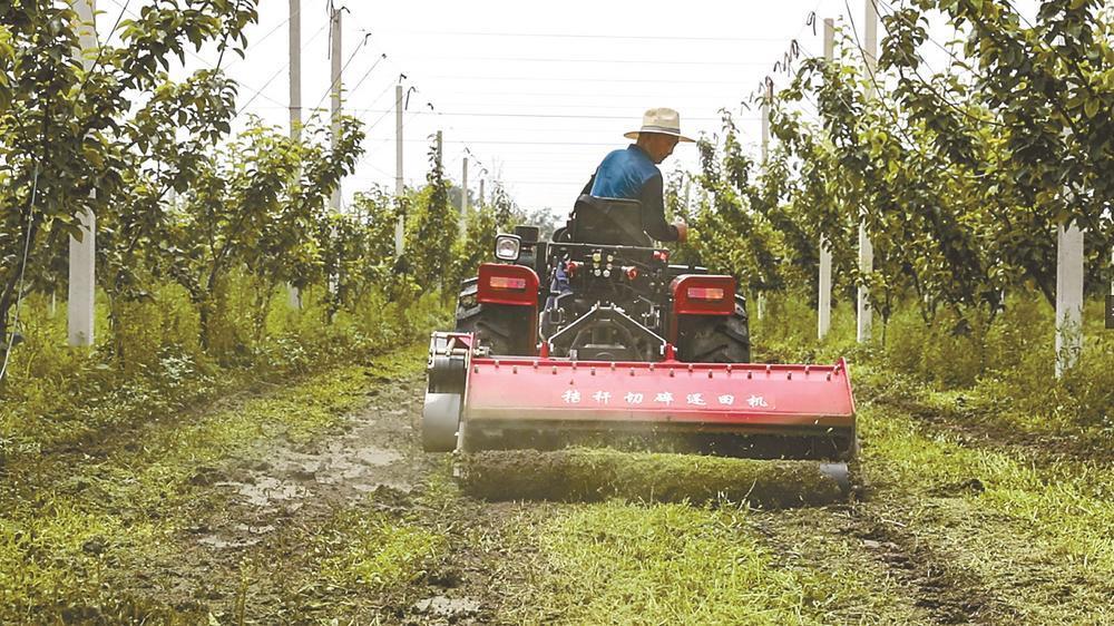 江苏盐城东台富安镇：党建引领赋能 富民梨园结果