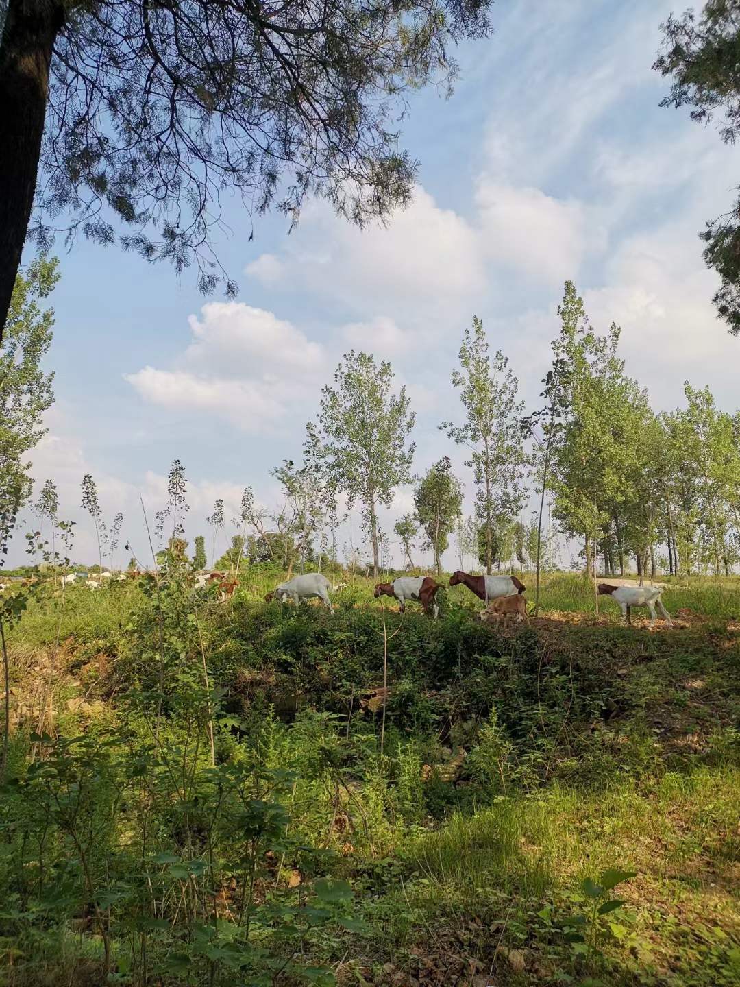 旱地里种出“金稻穗”