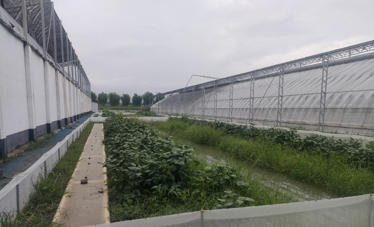 蟾声齐鸣 特色产业助力乡村振兴