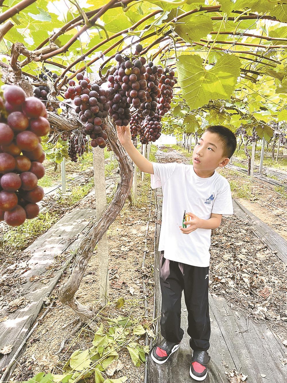 江苏盐城盐都：小葡萄开启乡村振兴“甜蜜模式”