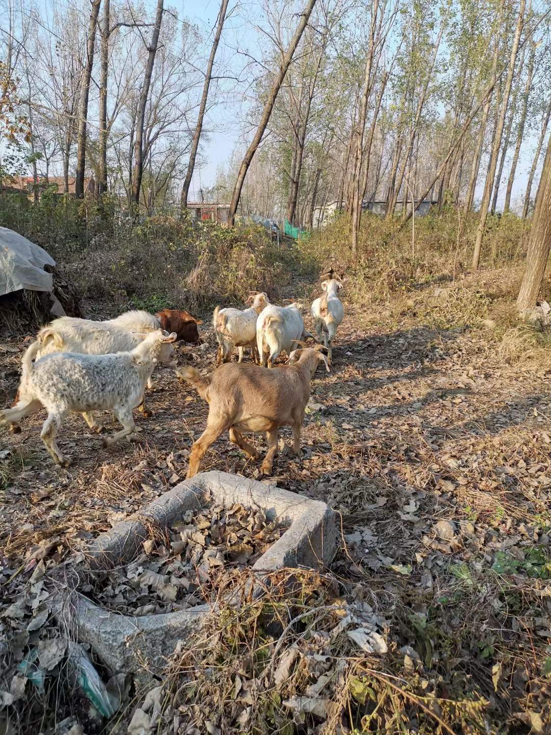 兰陵县神山镇：种养结合 探索“莲藕+泥鳅”致富新路