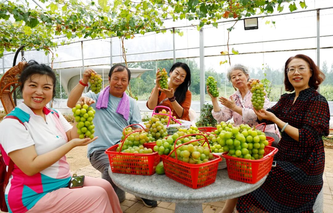 青岛西海岸新区大村镇汉之林葡萄在山东省第二届葡萄大赛中获奖