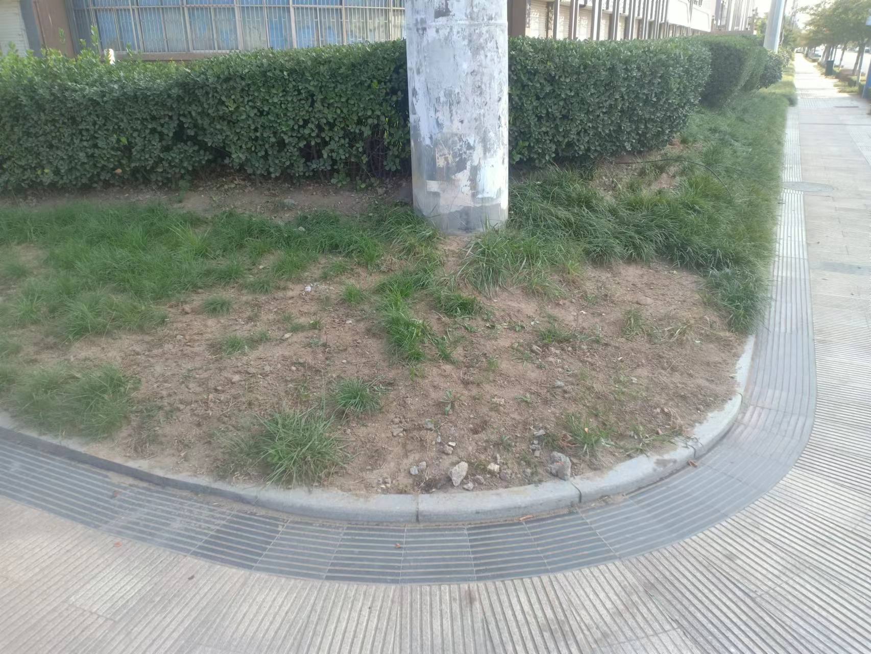 青岛市黄岛区铁山街道整治绿地裸露，持续推进园林环卫“优化”