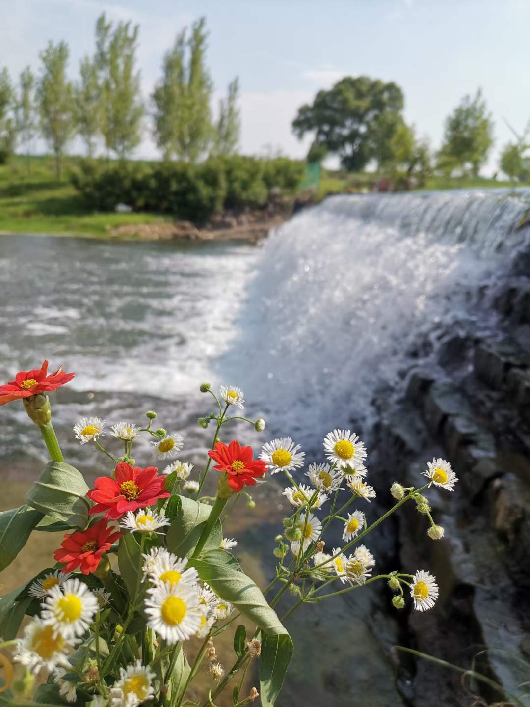 兰陵县鸿雁筑台，群英争霸，助力循环农业