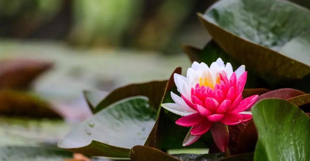 兰陵县向城镇：中国好人崔霞 勇做和谐使者