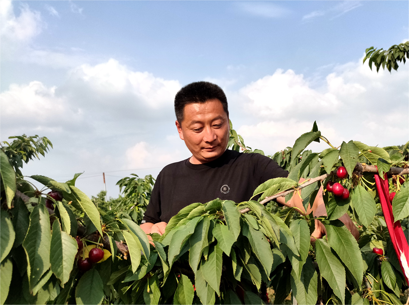 樱桃园里飞出“鸿雁”