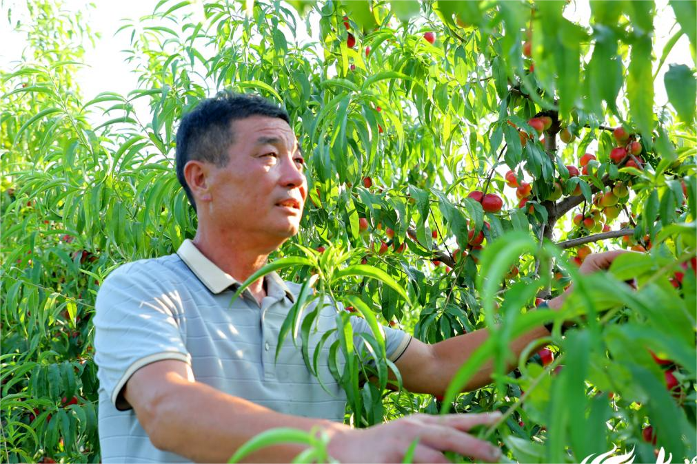 山东兰陵“归雁”试种枣蜜油桃助力乡村振兴