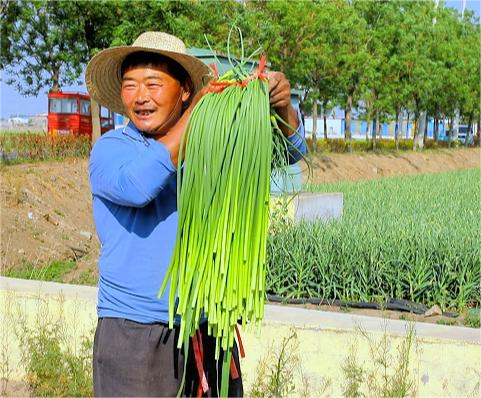 山东兰陵：蒜薹开“拔”，一套组合拳守护蒜农好“钱”景