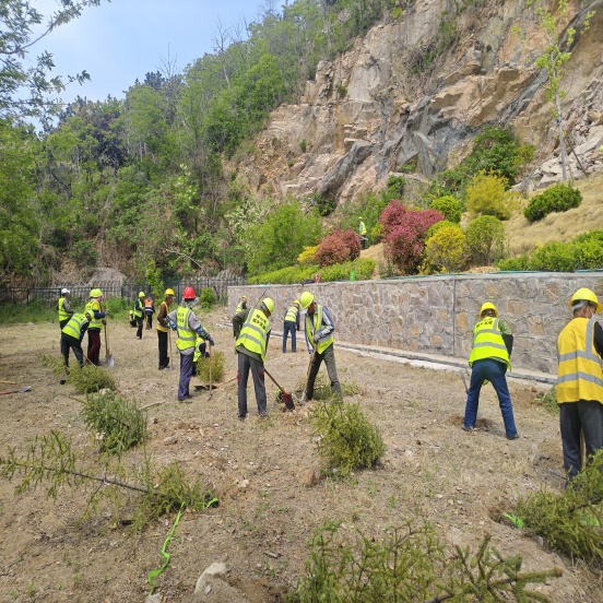 从青海到青岛的千里奔赴，浮山森林公园 引入青海云杉试点优化林相