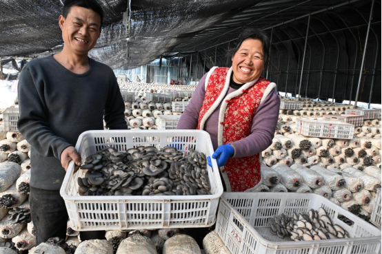 山东即墨：王丰宇  大棚蘑菇“种”出幸福生活