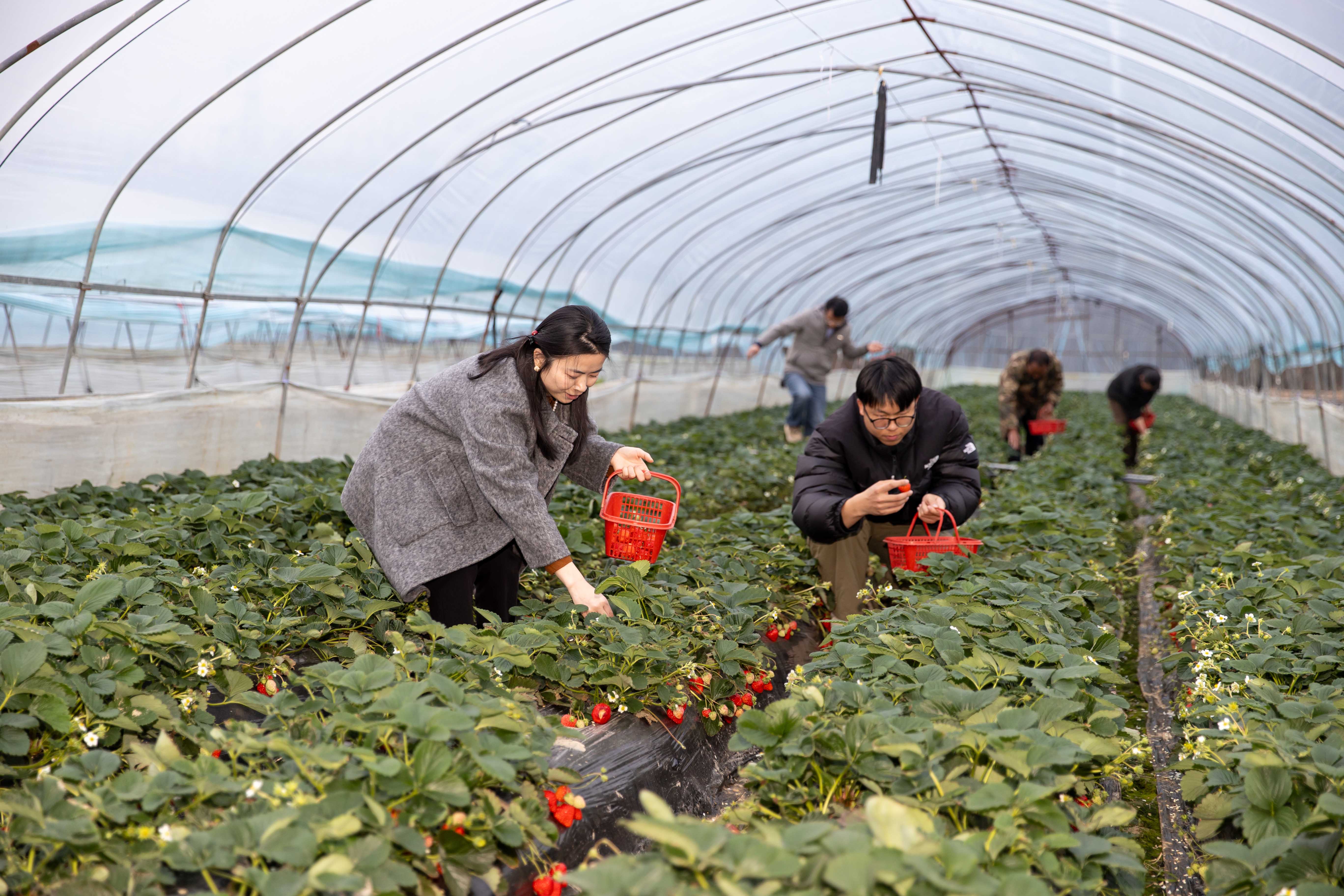江奉新：“莓”香四溢富乡村