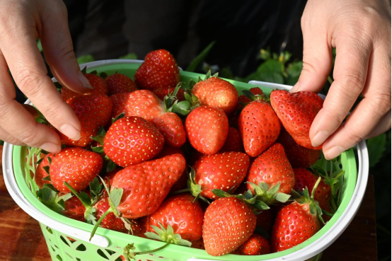 山东青岛即墨： 冬日草莓香 丰收采摘忙