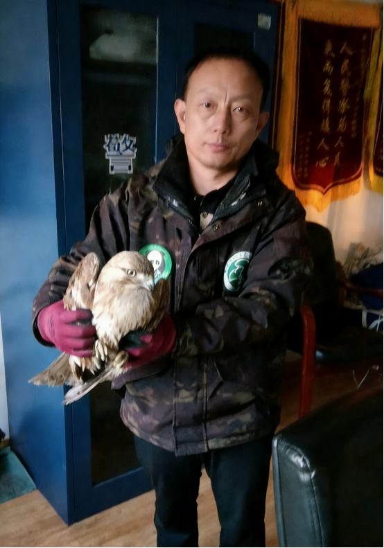 接力救助受伤大鵟  城阳警民同心暖冬日