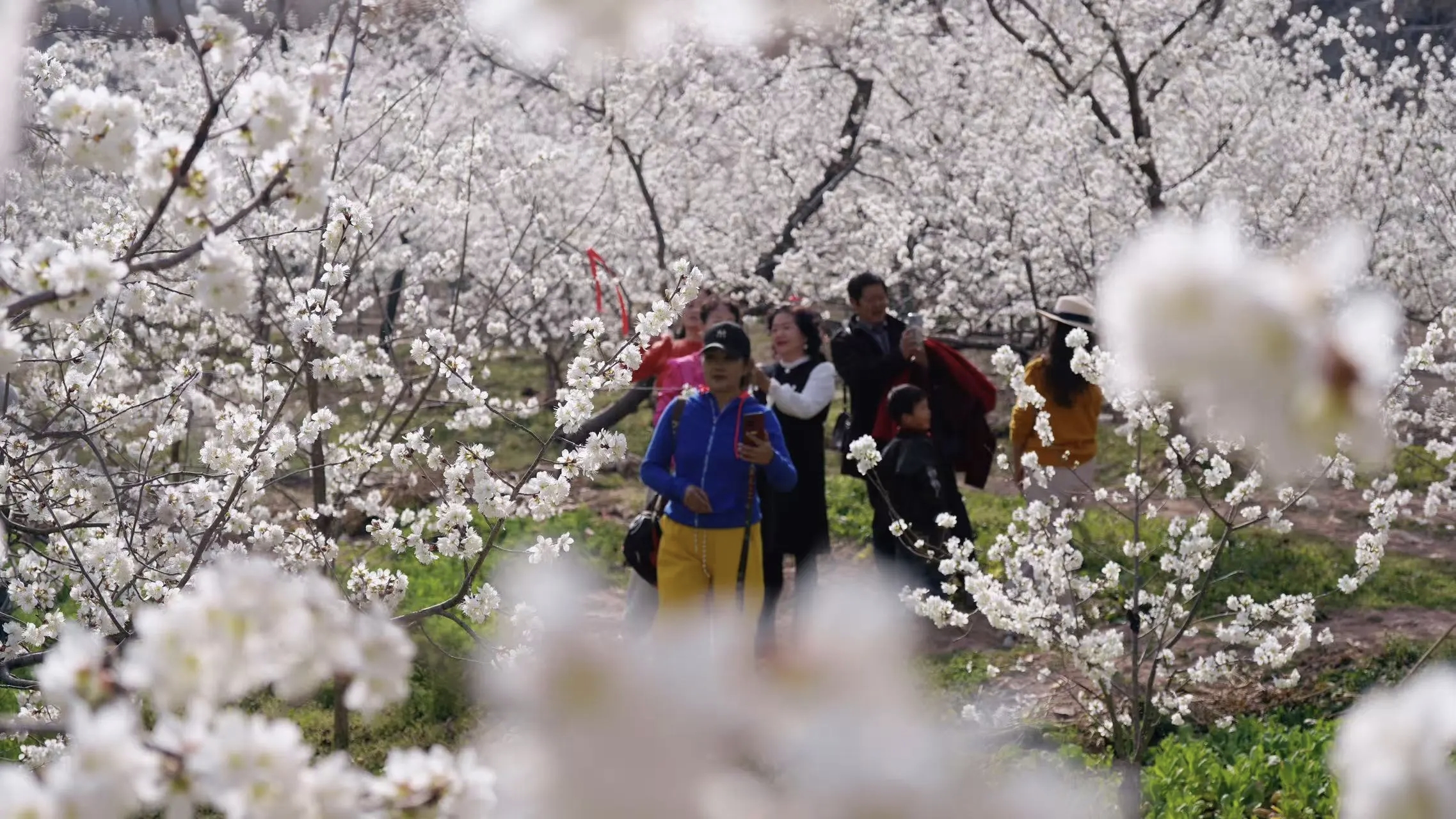 先锋引领 美丽瞬间 | 甘肃陇南武都城关镇：“十里樱花”绘就春日画卷